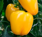 . Перец Золотой телец