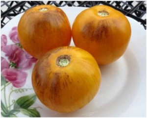 Семена томата сорта Golden Tiger (Золотой тигр) - Среднерослые