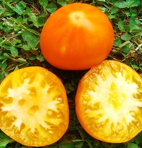 Семена томата сорта Золотые пески - Среднерослые