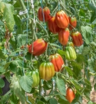 . Gezahnte (Зубчатый)