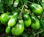 . Изумрудная груша 