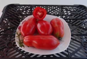 Семена томата сорта Итальянский квадратный - Длинноплодные