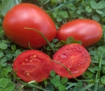 . Italian Stallion (Итальянский жеребец)