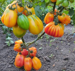 Семена томата сорта Калифорнийский тюльпан - Фигурно – ребристые и фаршировочные