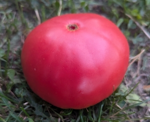 Семена томата сорта Калужский великан - Гиганты розовые