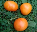 . Канары желтые