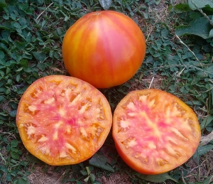 Семена томата сорта Candy Stripe (Канди страйп) - Гиганты двуцветные