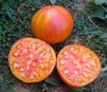 . Candy Stripe (Канди страйп)