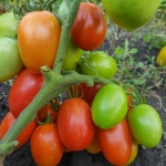 . Кечкемети 549 (Kecskeméti 549)