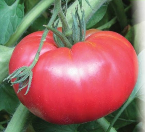 Семена томата сорта Китайский великан - Гиганты розовые