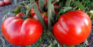 Семена томата сорта Klara (Клара) - Супер гиганты