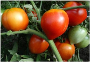 Семена томата сорта Клубничное дерево - Сливовидно-овальные