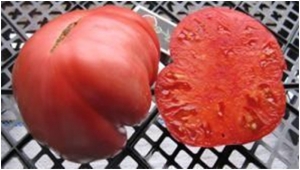 Семена томата сорта Коготь медведя - Гиганты розовые 