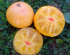 Семена томата сорта Dwarf CC McGee (Гном Копия Мак Джи) - Гномы