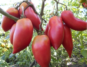 Семена сорта томата Корейский длинноплодный