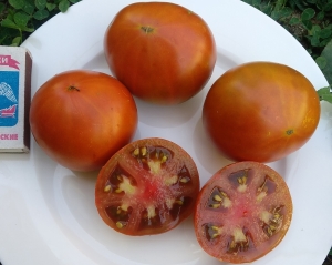 Семена сорта томата Brown № 9 Dwarf (Коричневый карлик №9) - Гномы