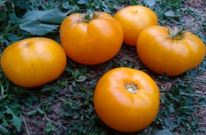 Семена томата сорта Banksia Queen Dwarf (Гном Королева Банксия) - Гномы