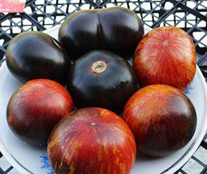 Семена томата сорта Queen of the Night (K?nigin der Nacht, Королева ночи) - Синие