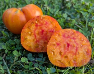 Семена томата сорта King Pineapple (Король Ананас) - Гиганты двуцветные