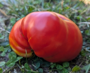 Семена сорта томата Король королей - Супер – гиганты