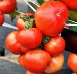 . Король рынка №7 