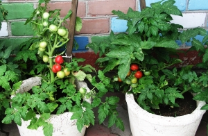 Сорт томата Крайова - комнатные горшечные