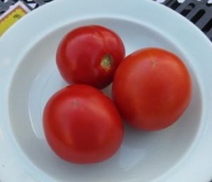 Семена томата сорта Красная шапочка - карликовый и штамбовый