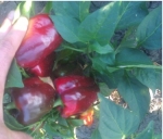 . Перец Красное чудо