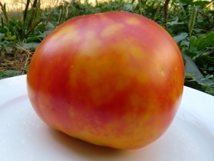 Семена томата сорта Red Yellow Heart (Красно-желтое сердце) - Гиганты двуцветные