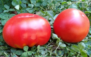 Семена томата сорта Красные торбочки - Фигурно – ребристые и фаршировочные