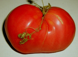 Семена томата сорта Красный великан - Гиганты красные