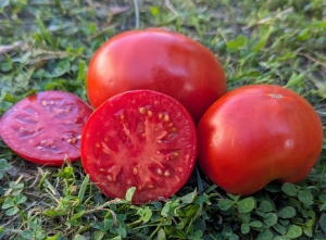 Семена томата сорта Красный комар - Гиганты красные