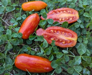 Семена томата Красный крошка тигр (Red tiny Tiger) - комнатные томаты