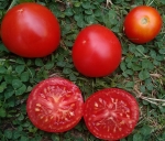 . Dwarf Sarah's red tomato (Гном красный томат Сары)