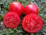 . Dwarf Sarah's red tomato (Гном красный томат Сары)