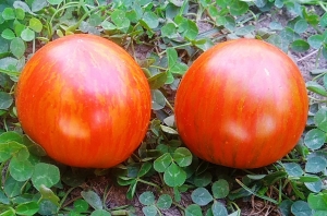 Семена томата сорта Гном круглый Робин (Dwarf Round Robin) - Гномы