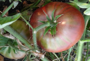 Семена сорта томата Кубинский фиолетовый - Шоколадные