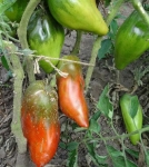 . Кубинский черный 