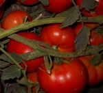 . Купеческий