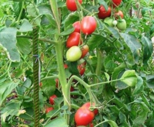 Семена томата сорта Кустанайская пипочка - Высокорослые сливовидно-овальные