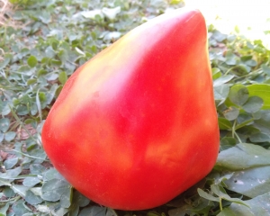 Семена томата сорта Кызыл Тау - Гиганты сердцевидные