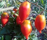 . Легенда Тарасенко (Тарасенко «Надежда»)