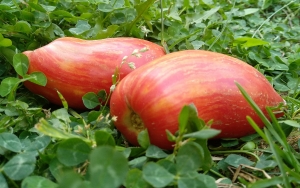 Семена томата сорта Lady Madonna Dwarf (Гном Леди Мадонна) - Гномы