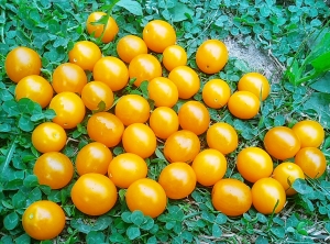 Семена томата сорта Summer Sun (Летнее Солнце) - Высокорослые «черри» (балконные томаты)