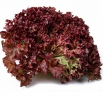 . Салат Лолло Росса 