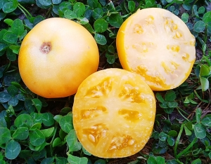 Семена томата сорта Dwarf Marong Moon (Гном Луна Маронга) - Гномы