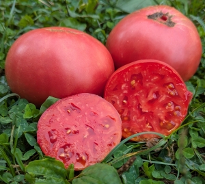 Семена томата сорта Малиновка башкирская - Среднерослые