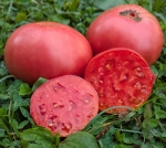 . Малиновка башкирская