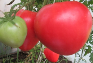 Семена томата сорта Малиновка - Гиганты сердцевидные