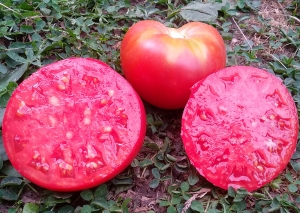 Семена сорта томата Малиновый звон - Низкорослые кустовые 